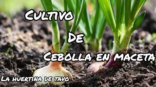 como plantar cebolla sin semilla desde la misma cebolla [upl. by Noscire455]