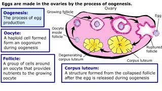 Gametogenesis [upl. by Elleret]