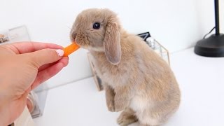 Meet Marshmallow My Adorable Holland Lop Bunny [upl. by Naik]