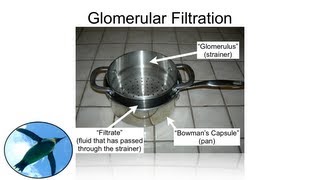 The Nephron Glomerular Filtration [upl. by Nunes]