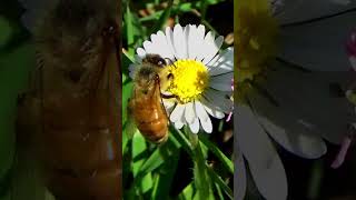 Amazing Honeybee Nectar Collection 🐝🌼 shorts [upl. by Entwistle]