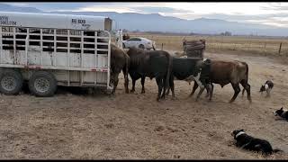 Loading Bucking Bulls in the Big Bend Trailer with Satus Jet Brodey Bear and Brick [upl. by Fosdick713]