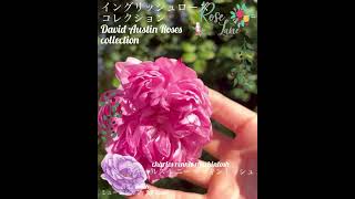 【イングリッシュローズコレクション「チャールズ レニー マッキントッシュ」】david austin roses collection「charles rennie mackintosh」 [upl. by Dnivra]