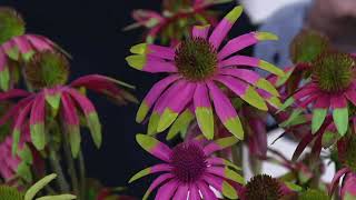 Cottage Farms 3Piece Green Twister Coneflowers on QVC [upl. by Krawczyk]