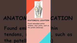 Sesamoid bones  NurseEd Mastery Series shorts shortvideo nursing anatomy physiology [upl. by Placido]