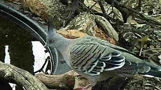 Australain native Crested Pigeon calling and drinking [upl. by Taran]