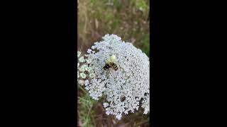 Goldenrod Crab Spider [upl. by Ormsby483]