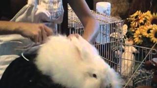 Angora Rabbit Spinning [upl. by Eeralih516]