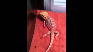 My bearded dragon has trouble walking [upl. by Toole260]