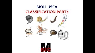 CLASSIFICATION OF MOLLUSCA PART 2 [upl. by Ennayhc]