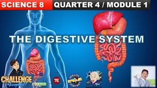 THE DIGESTIVE SYSTEM GRADE 8 SCIENCE QUARTER 4 MODULE 1 PARTS AND FUNCTION STAGES OF DIGESTION [upl. by Meggi]