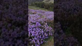 Kurinji flower is seen in ooty ebbanadu kurinji flowers 12years forest hattie support [upl. by Leahcimrej897]