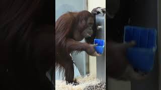 Amazing VideoOrangutan Sol Behaving Like a Human Beingshortsfunnyvideoorangutansfunnyanimalzoo [upl. by Lundberg]