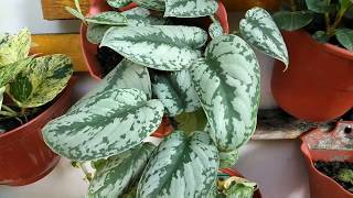 HOW TO CARE SCINDAPSUS PICTUS  SATIN POTHOS [upl. by Yle]