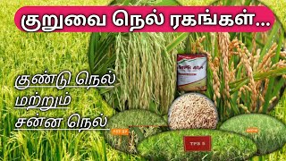 குறுவை நெல் ரகங்கம் 2023 அதிக மகசூல்  Summer paddy varieties  High yield varieties [upl. by Eatnuhs]