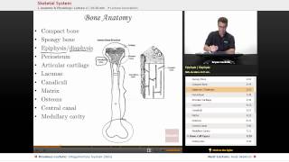 quotSkeletal Systemquot  Anatomy amp Physiology with Educatorcom [upl. by Bogie]