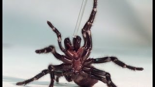 Australia Catching deadly funnelweb spiders to save lives [upl. by Douville]