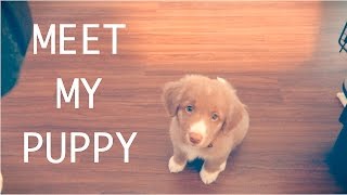 MEET MY PUPPY [upl. by Akciret]