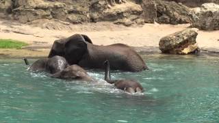 Elephants go for a swim at Disneys Animal Kingdom [upl. by Sparky56]