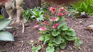 Plant Review The little known but fabulous Geum [upl. by Nnylyrehc972]