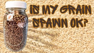 HOW SHOULD MY GRAIN SPAWN LOOK HD Closeups from Filling to Colonization [upl. by Betz]