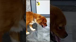 Best Dog Food Reviews 2024 Dog Foodreviews doogFood viral funny [upl. by Eniarrol]