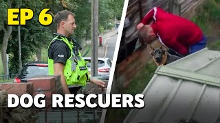 Dog Rescuers Caught on Camera and Served Justice  Full Documentary [upl. by Enwahs]