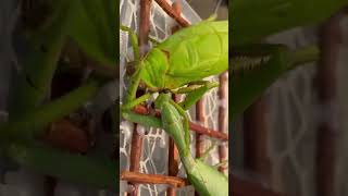 Mantis vs katydidlikeandsubscribe insects share [upl. by Ahtebat]