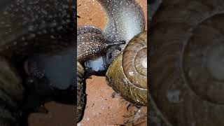 Garden Snails Mating [upl. by Anelrahs]