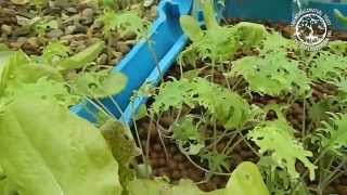 Growing Moringa in the UK with Aquaponics Video 2 of 2 [upl. by Eustazio814]