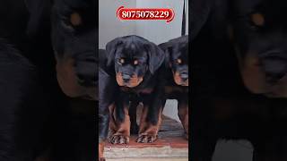 കിടിലം Rottweiler പപ്പീസ് dog pets kennel pet puppy [upl. by Jessey]