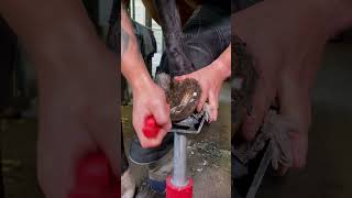 Farrier trimming a horse hoof [upl. by Adnilab]