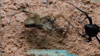 Black Widow Entangles And Preys On Wolf Spider Warning May be disturbing to some viewers [upl. by Reitrac762]