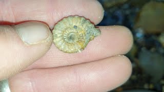 Fossil hunting in lyme regis for pyrite ammonites feb 2024 [upl. by Mauchi]