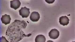 Crawling Neutrophil Chasing a Bacterium [upl. by Ahseei755]