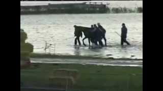 Rescue of 200 horses by 7 women in 2006  Netherland [upl. by Massimo794]