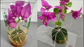 The easiest and simplest way to propagate bougainvillea branches in the world  Not everyone knows [upl. by Maggie]