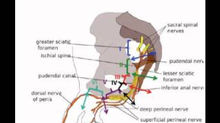 Pudendal Nerve Entrapment Areas Pudendal Neuralgia and Surgery Approaches [upl. by Jerad10]