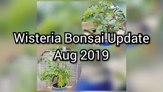 Wisteria Summer Prune Repot and Taking Cuttings Aug 2019 [upl. by Idalia]