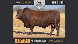 Lot 21  Vlakte Bonsmara Bulveiling  18 Okt 2024 [upl. by Madalena]