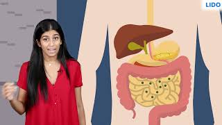 Digestive system  Ingestion Digestion Absorption and Assimilation in Human  Class 7 Science ICSE [upl. by Haslett]