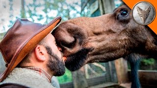 I KISSED A MOOSE and I LIKED IT [upl. by Nimajaneb]