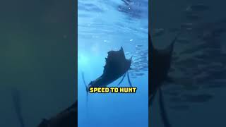 Superfast Sailfish Natures Speed Demon [upl. by Junna]