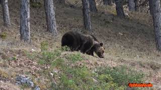 LOrsa più Famosa dAbruzzo  Amarena   terza parte  pnalm bear orso abruzzo fauna [upl. by Naired856]