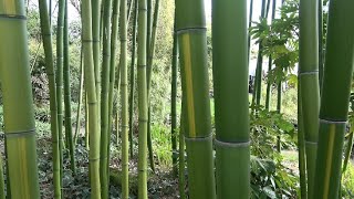 5 Bamboo Giants  Bamboo Nursery Kimmei [upl. by Ettenyl694]