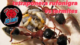 tetraponera rufonigra colony update 2 [upl. by Anemij]