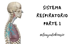 Sistema respiratorio Función y generalidades Primera parte [upl. by Irotal362]