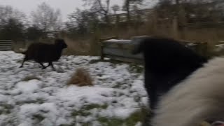 Border collie herding tricky sheepDog cam [upl. by Anairda136]