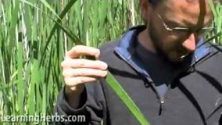 Harvesting amp Preparing Cattails Part 6 of 6 [upl. by Oletha271]