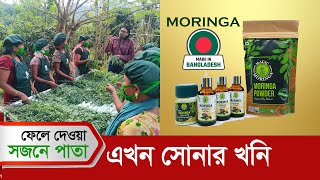 ফেলে দেওয়া সজনে পাতা এখন সোনার খনি  শত কোটি টাকা রপ্তানির হাতছানি  Moringa farming in Bangladesh [upl. by Eittol]